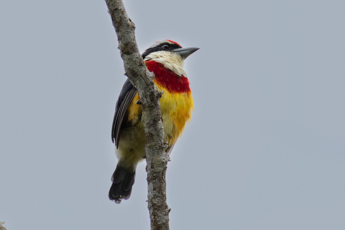 Scarlet-banded Barbet - ML638048750