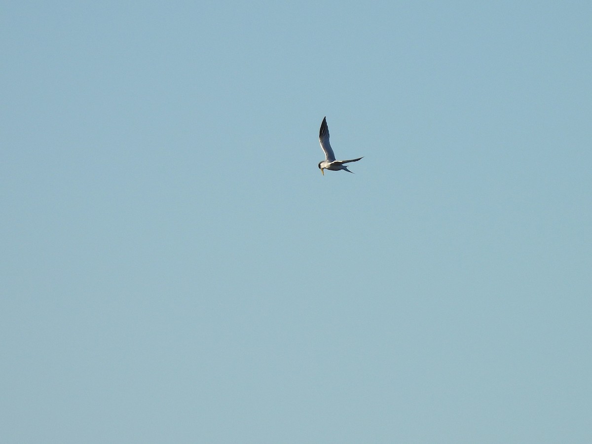Yellow-billed Tern - ML638048790