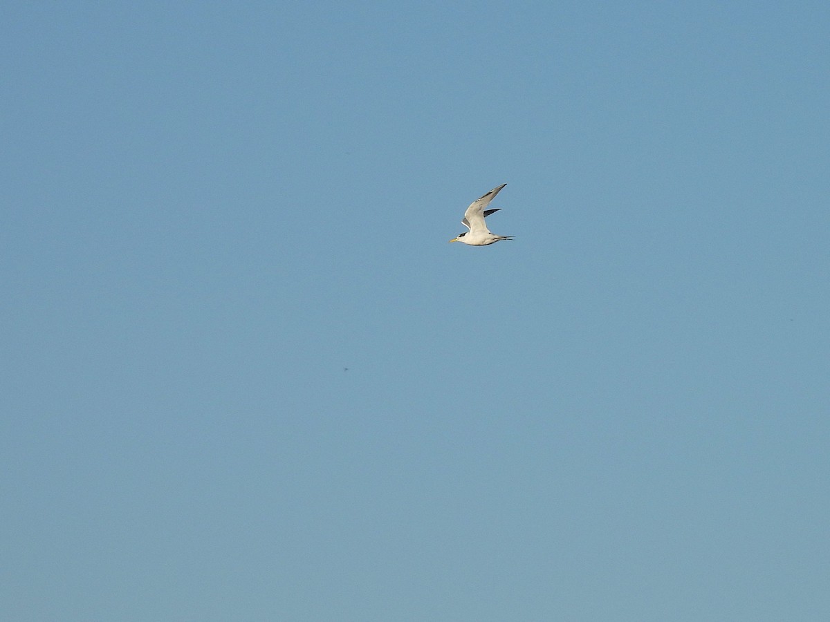 Yellow-billed Tern - ML638048791