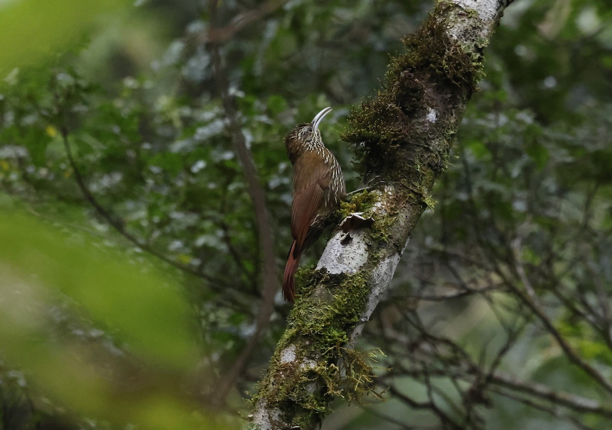 Montane Woodcreeper - ML638048799