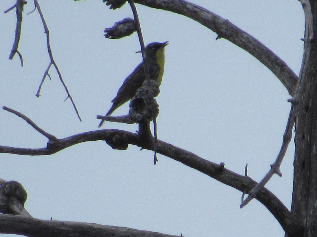 Kirtland's Warbler - ML638048808