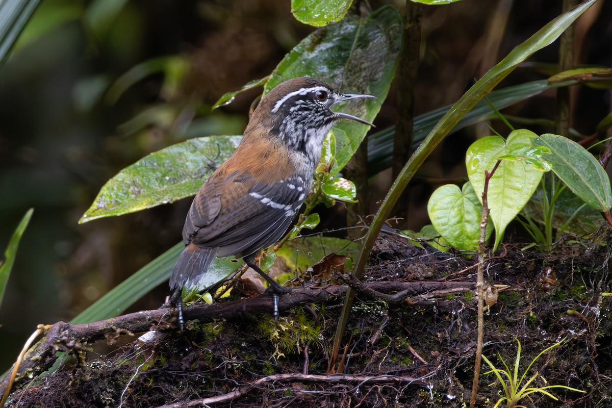 Bar-winged Wood-Wren - ML638048816