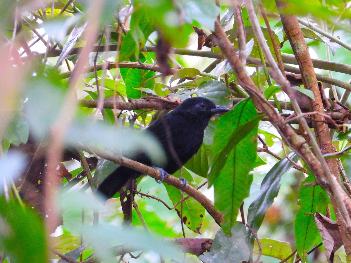 Cocha Antshrike - ML638048936