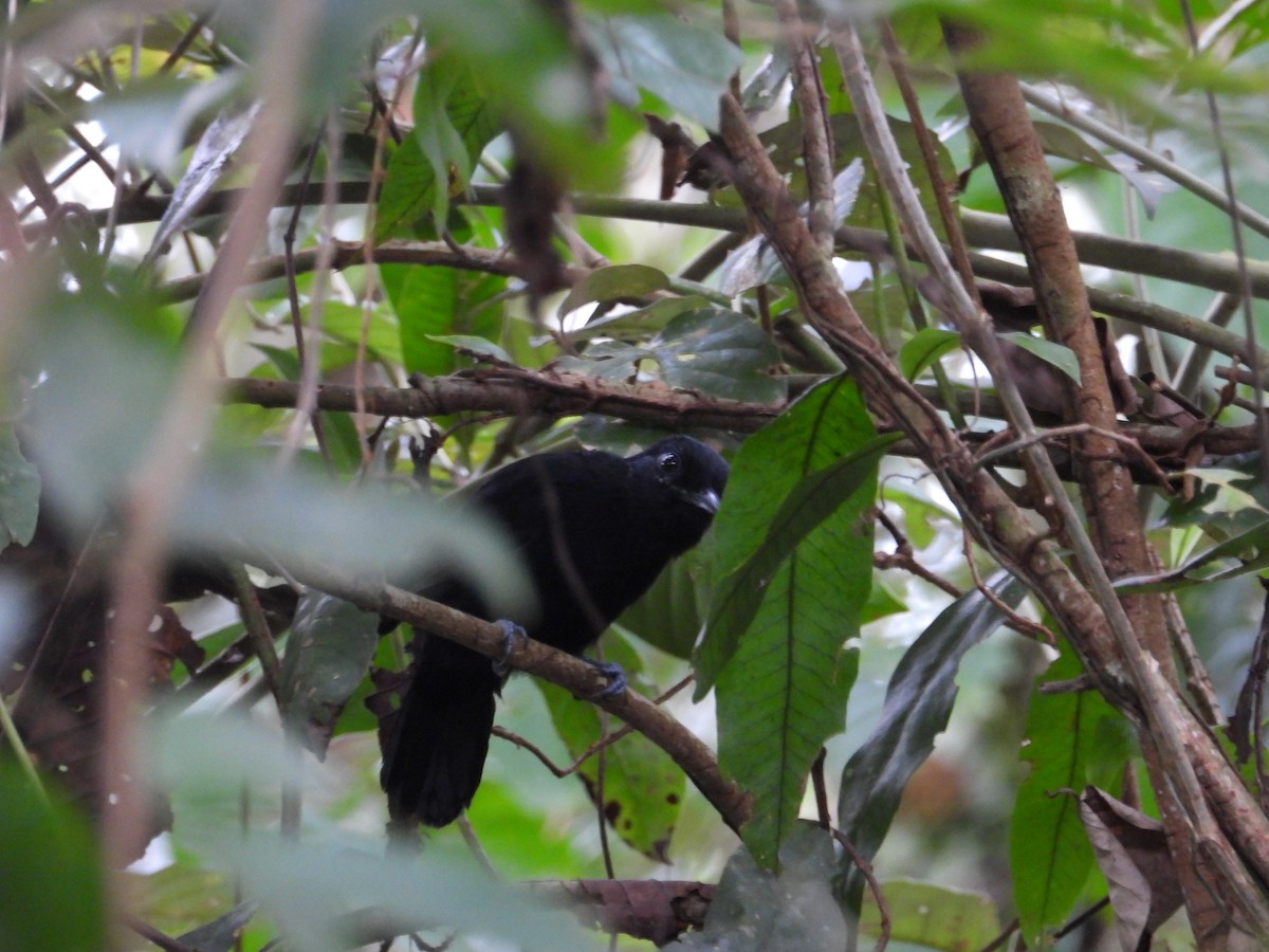 Cocha Antshrike - ML638048938