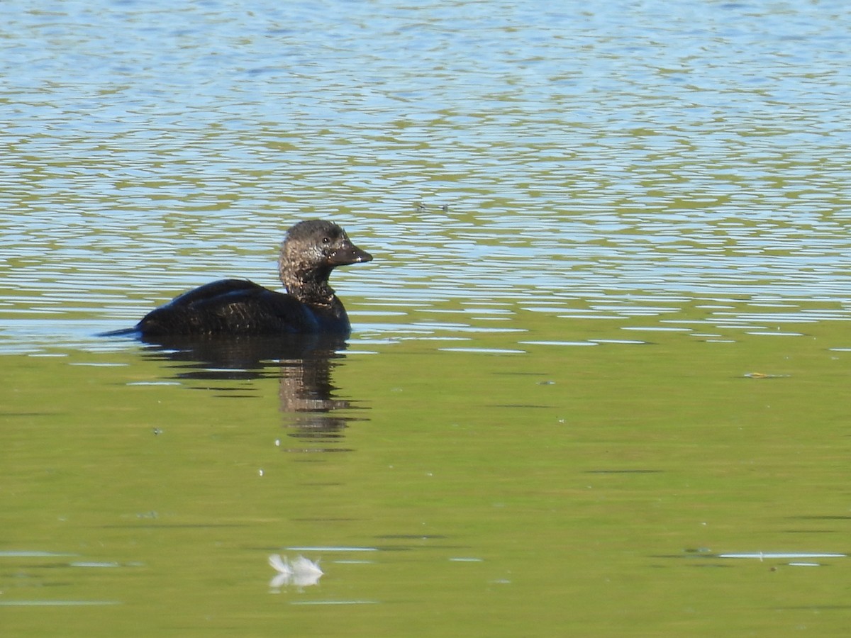 Musk Duck - ML638048947
