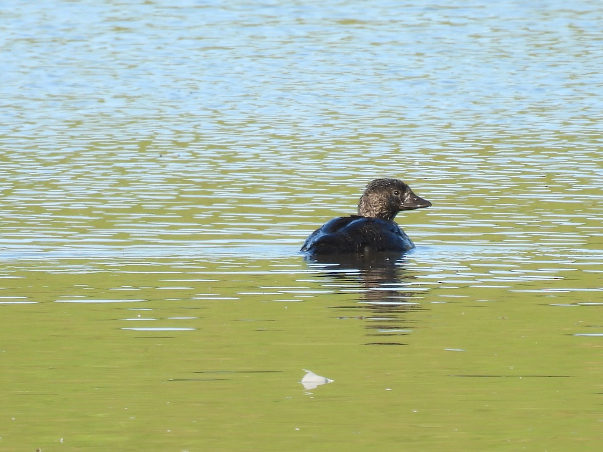 Musk Duck - ML638048948