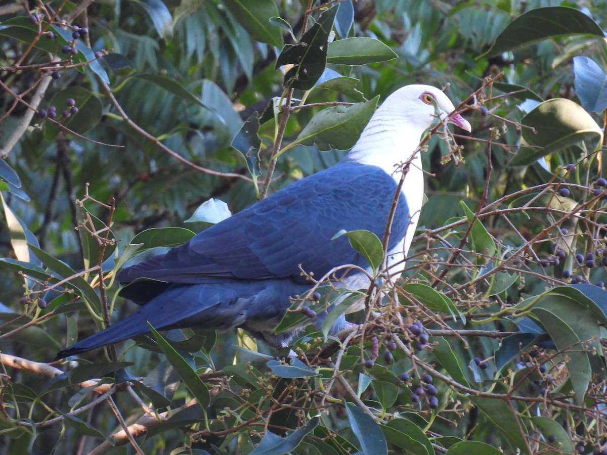 White-headed Pigeon - ML638048958