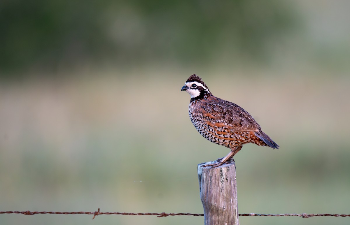 Northern Bobwhite - ML638048970
