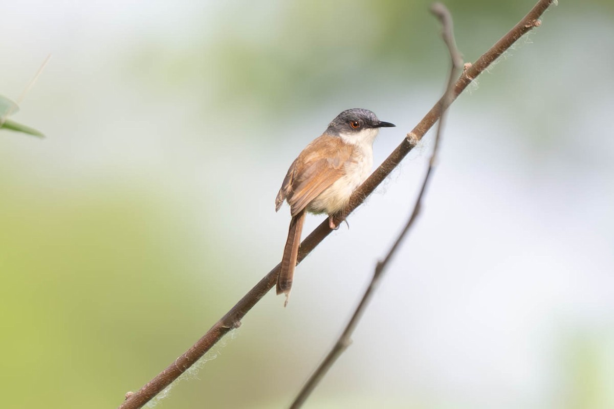 Gray-breasted Prinia - ML638049008