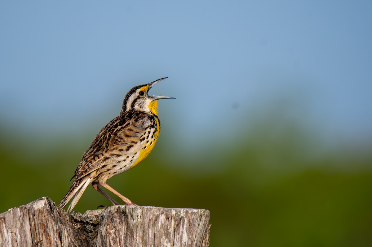 Eastern Meadowlark - ML638049029
