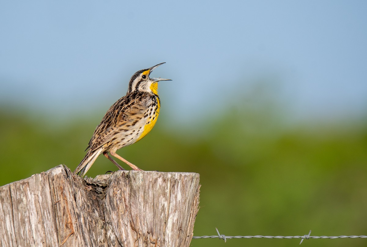 Eastern Meadowlark - ML638049030
