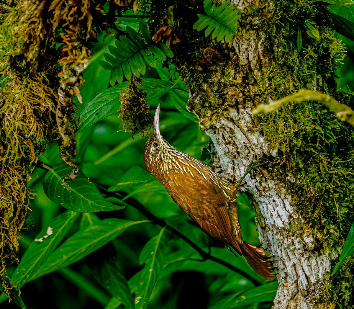 Montane Woodcreeper - ML638049047