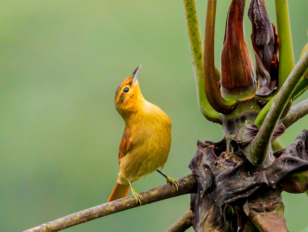 Buff-fronted Foliage-gleaner - Jim Merritt