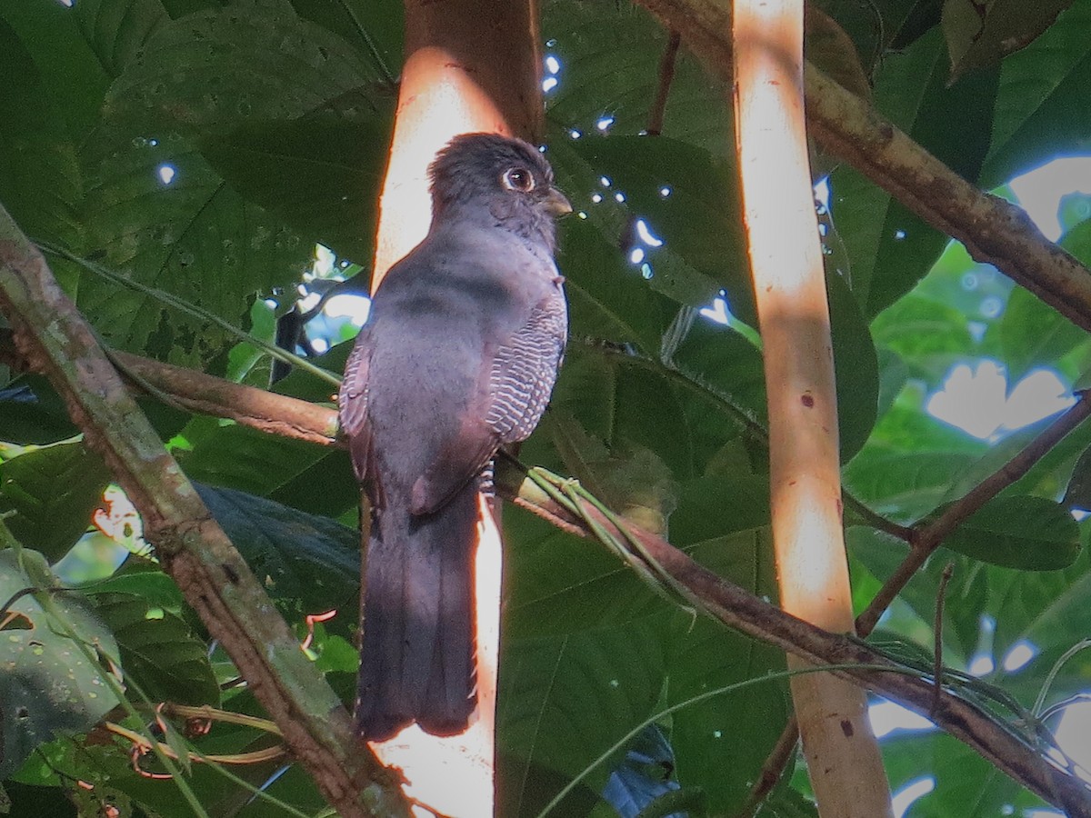 Blue-crowned Trogon - ML638049072