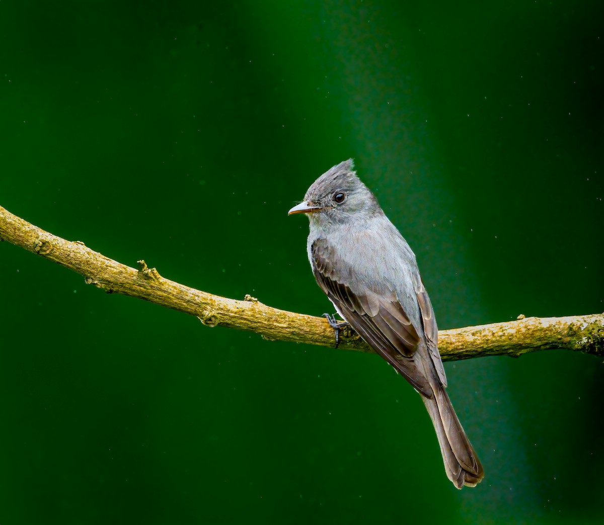 Smoke-colored Pewee - ML638049075