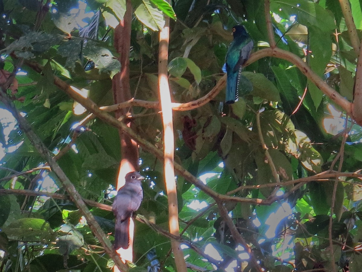 Blue-crowned Trogon - ML638049076
