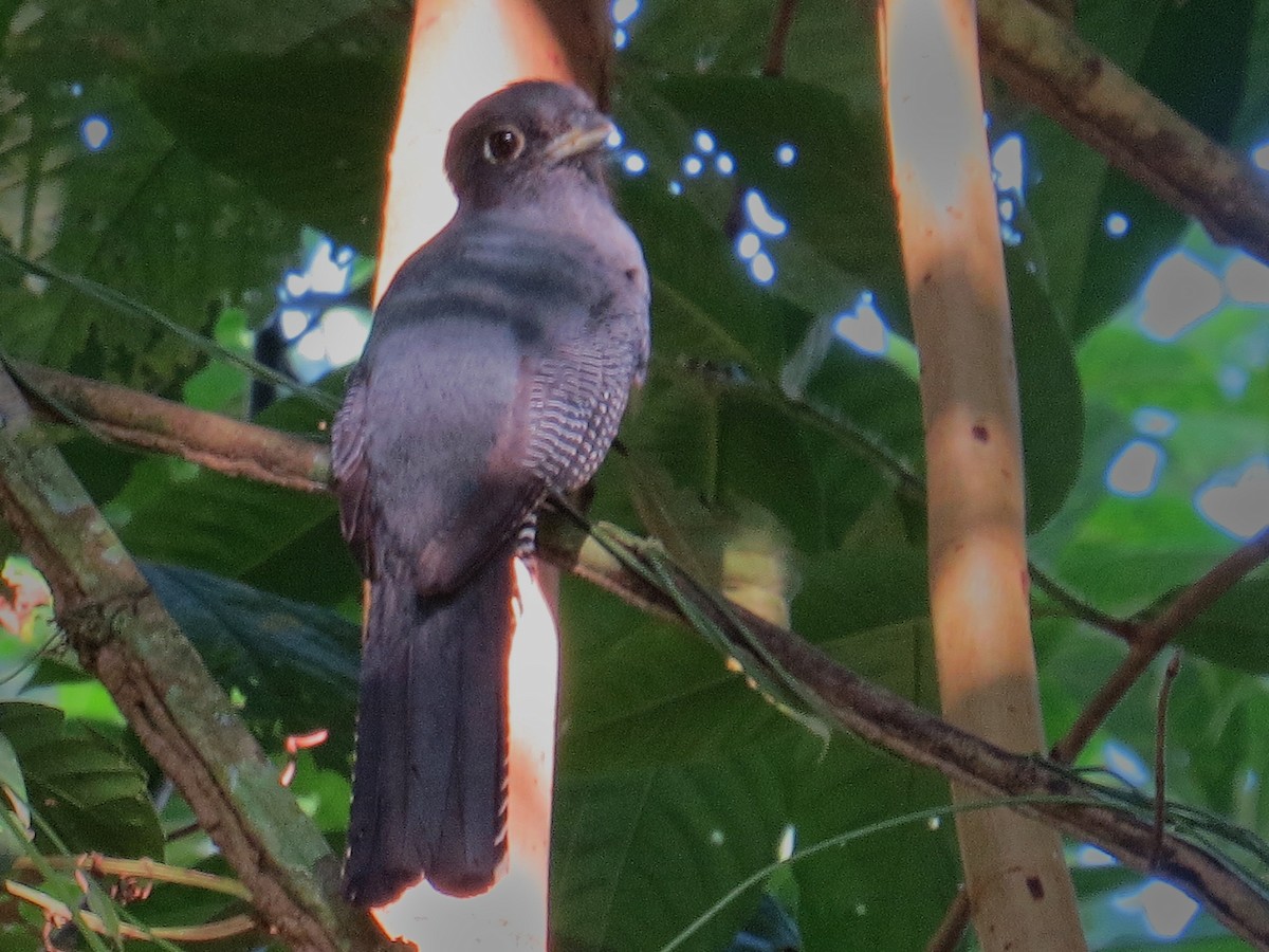 Blue-crowned Trogon - ML638049080