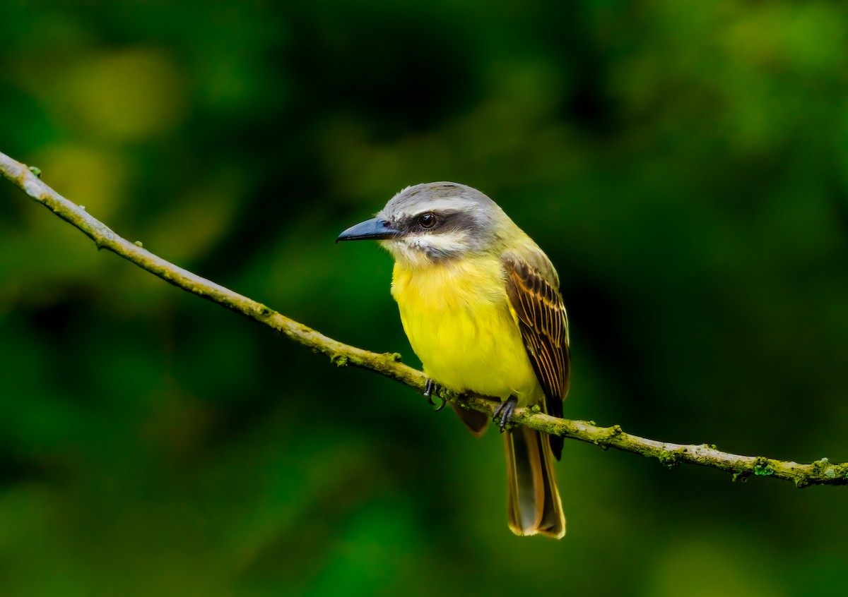 Golden-bellied Flycatcher - ML638049084