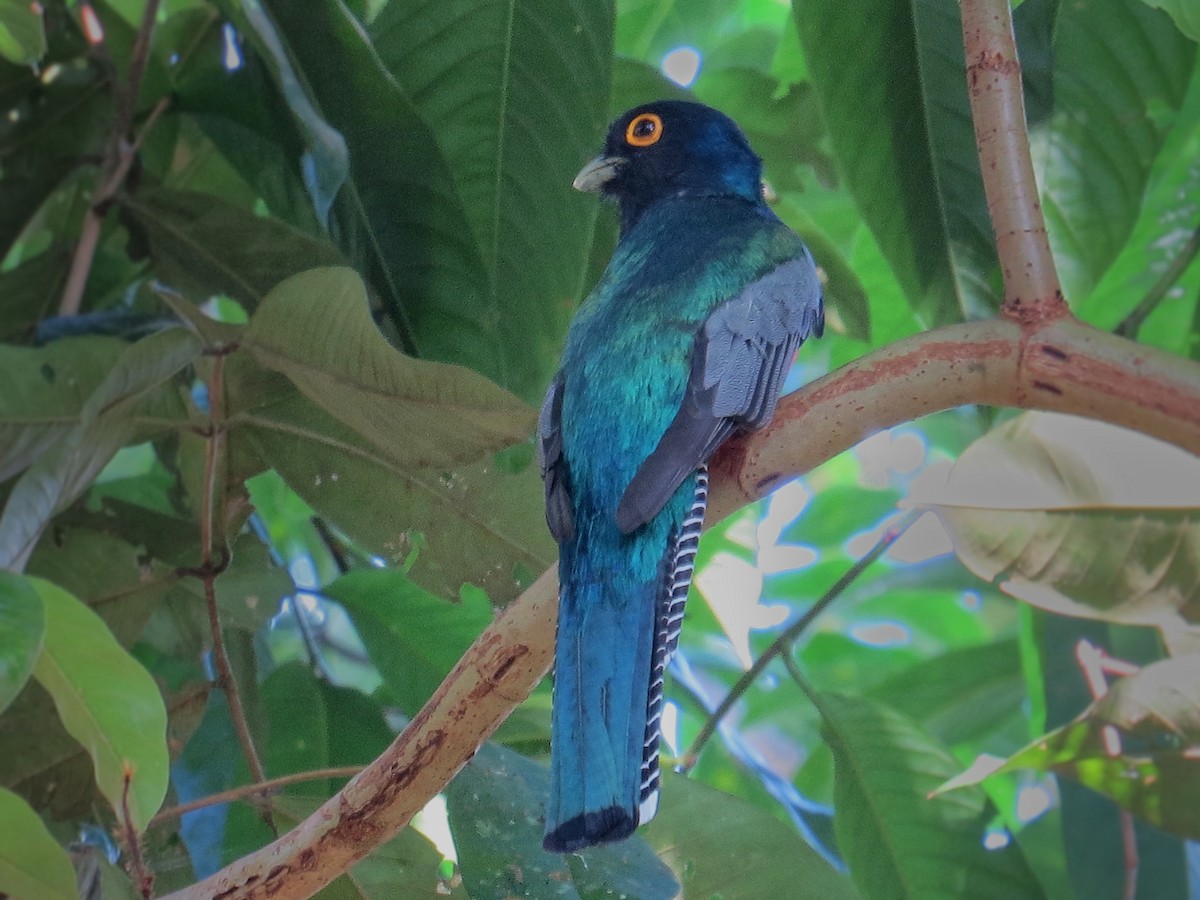 Blue-crowned Trogon - ML638049085