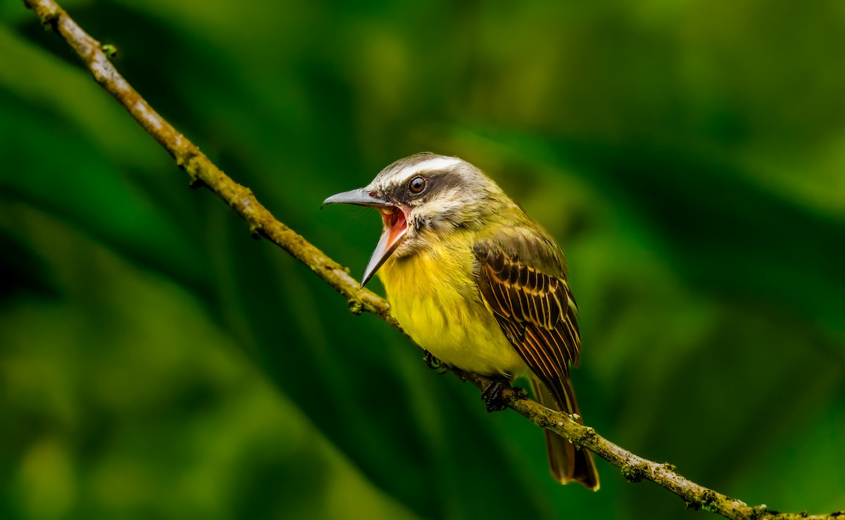 Golden-bellied Flycatcher - ML638049086