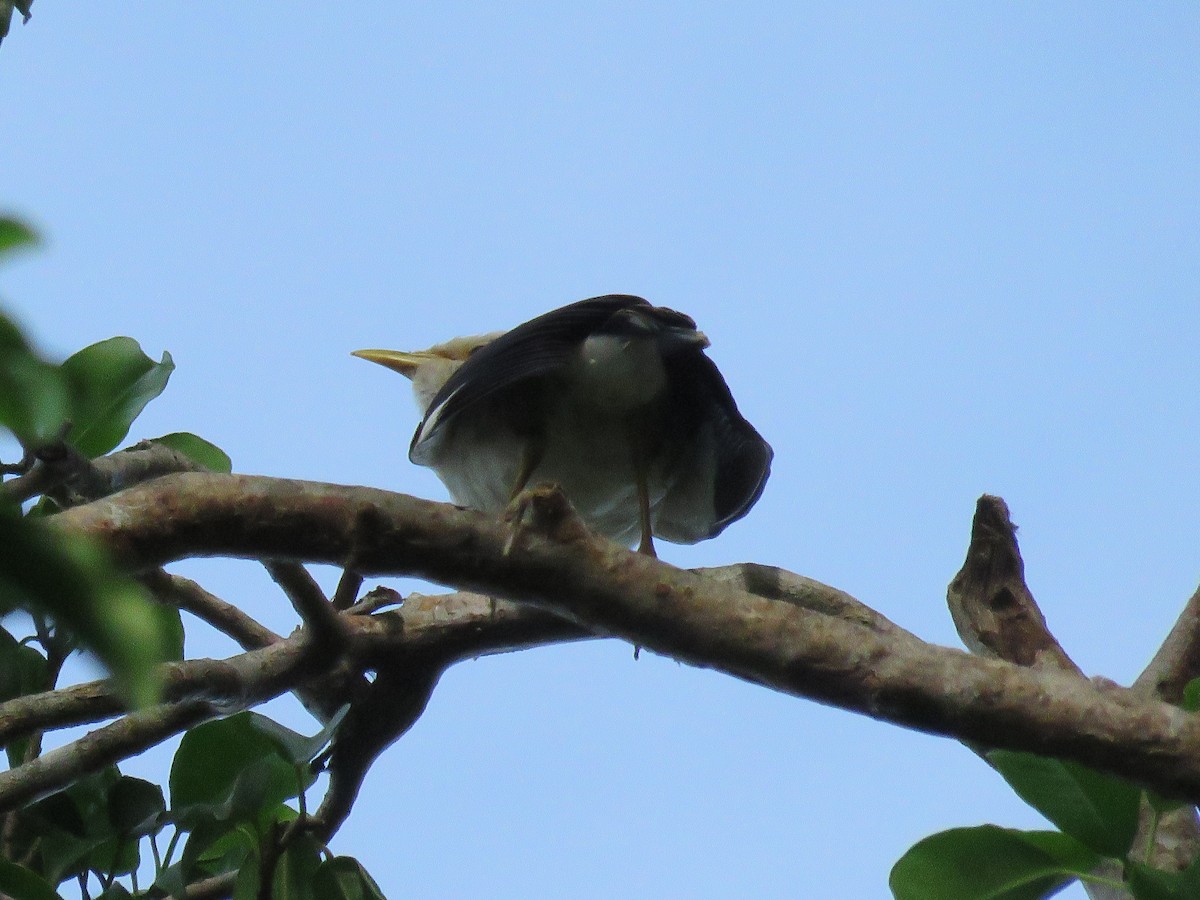 Black-winged Myna - ML638049106