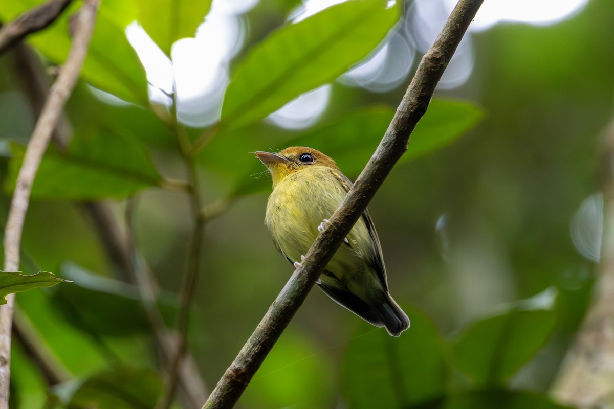 Yellow-throated Spadebill - ML638049143