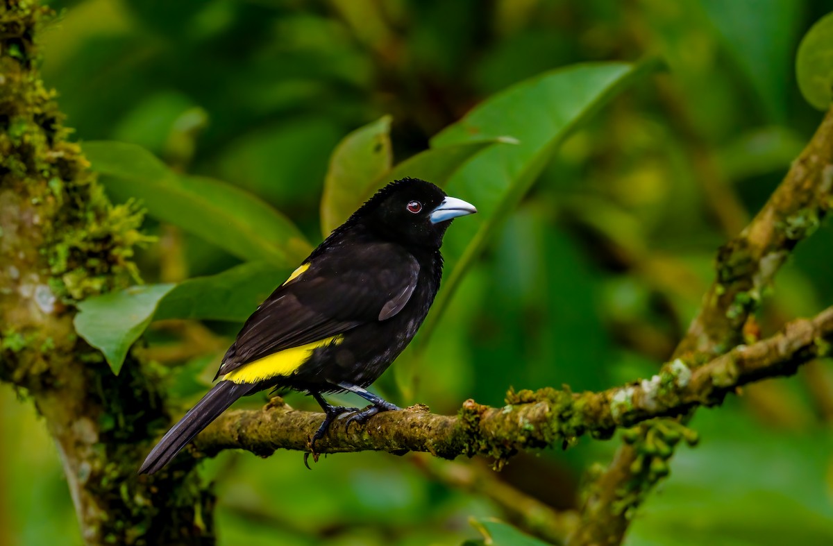 Flame-rumped Tanager - Jim Merritt