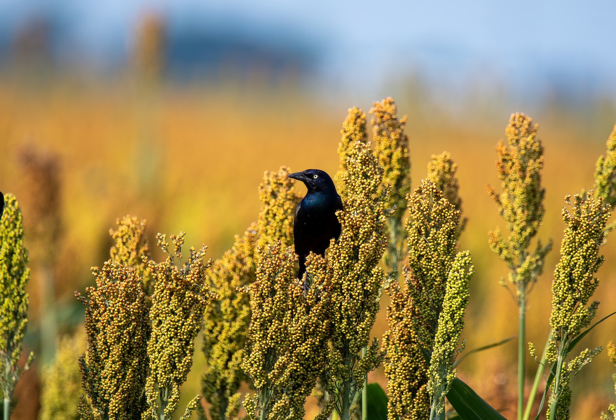 Common Grackle - Kelsey Biles