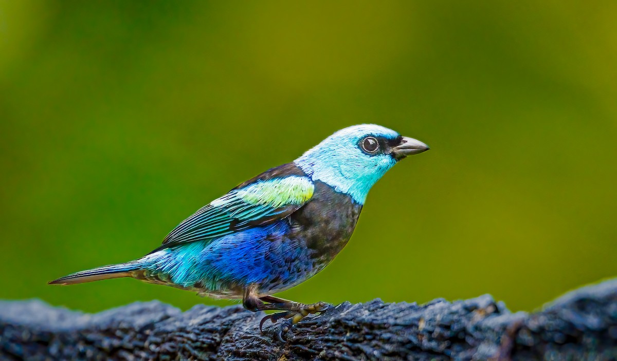 Blue-necked Tanager - ML638049166