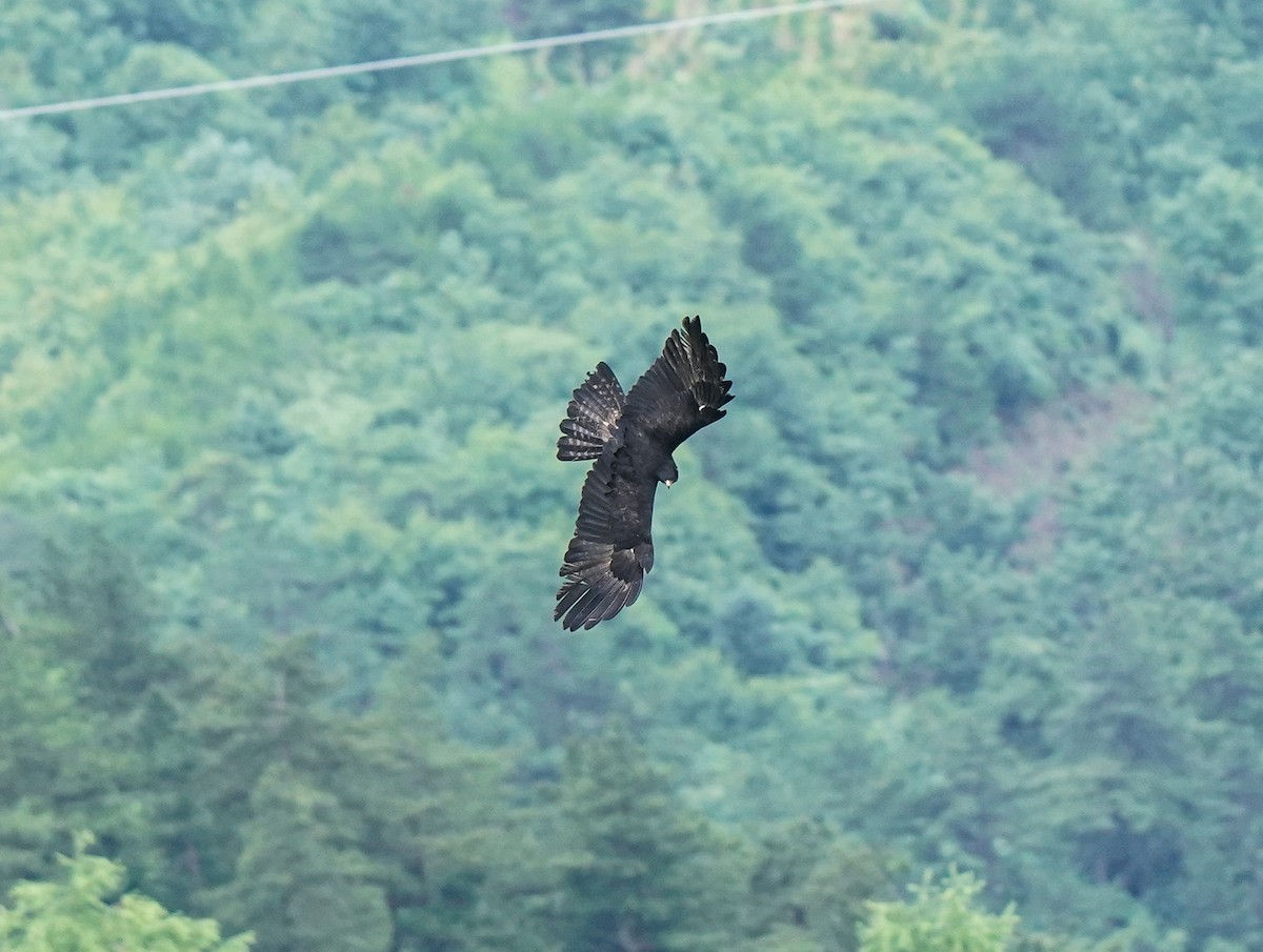 Black Eagle - ML638049169