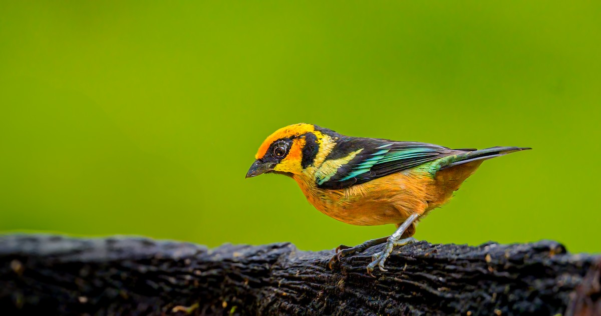 Flame-faced Tanager - ML638049171