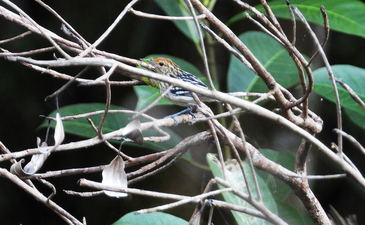Amazonian Streaked-Antwren - ML638049196