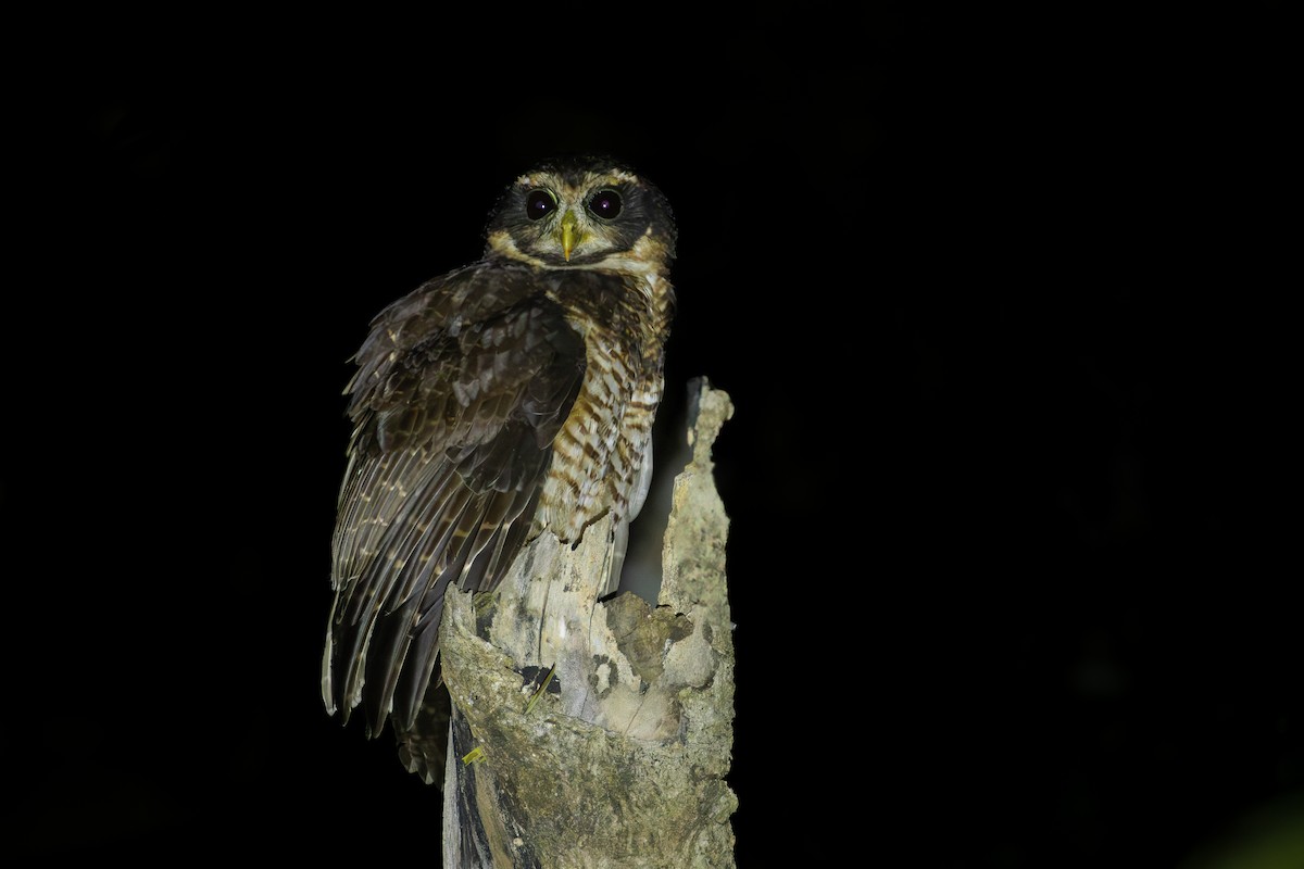 Band-bellied Owl - ML638049224