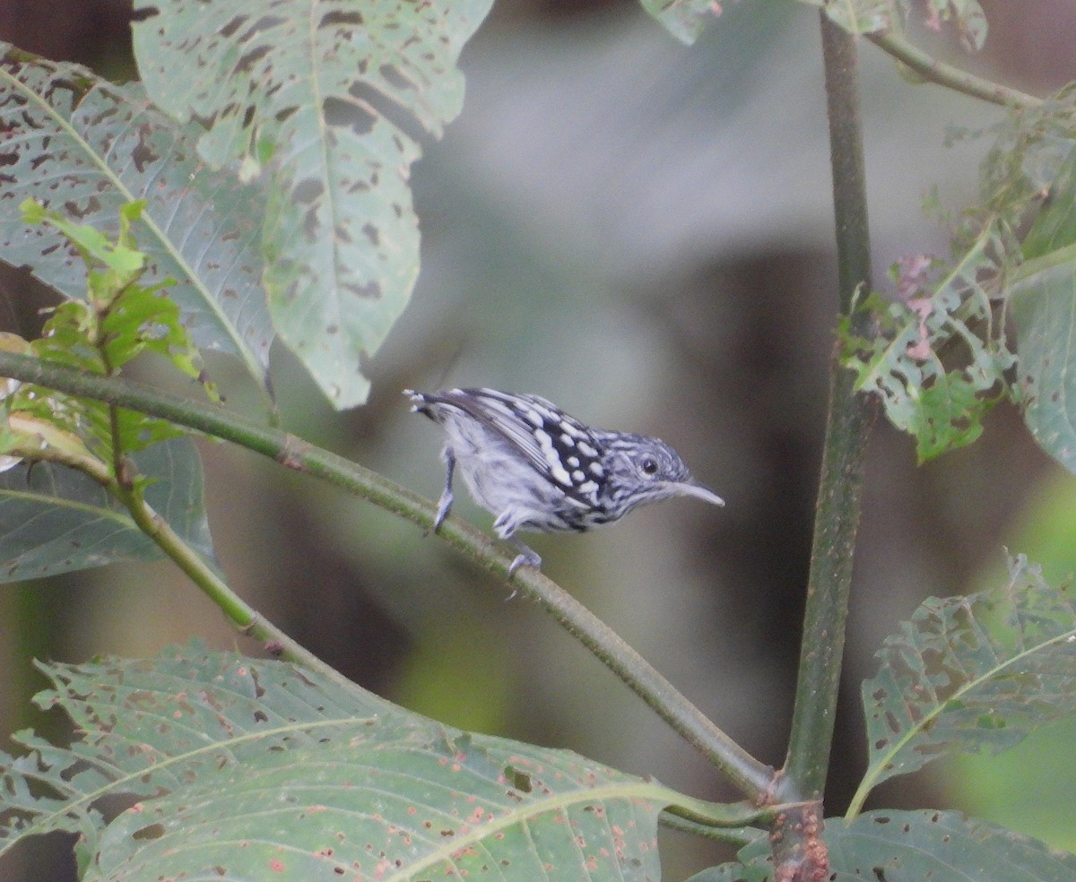 Amazonian Streaked-Antwren - ML638049233