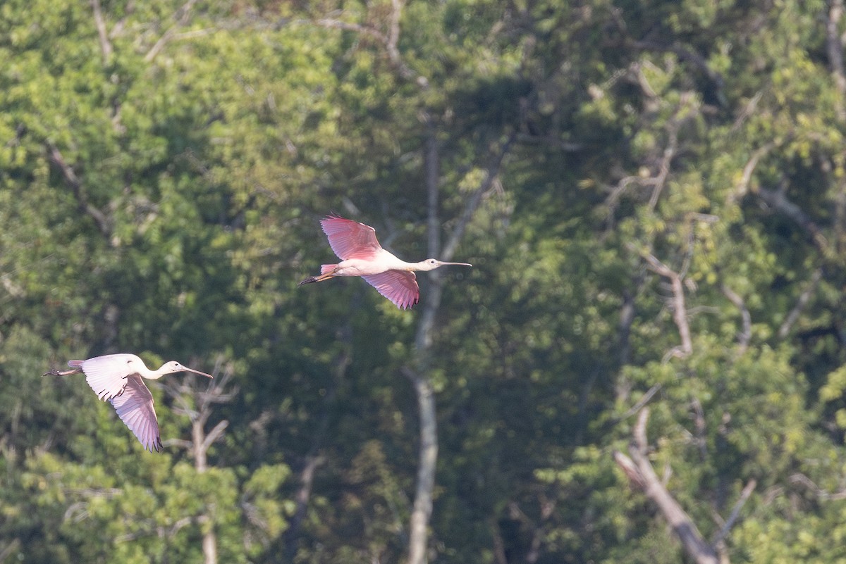 Roseate Spoonbill - Anonymous