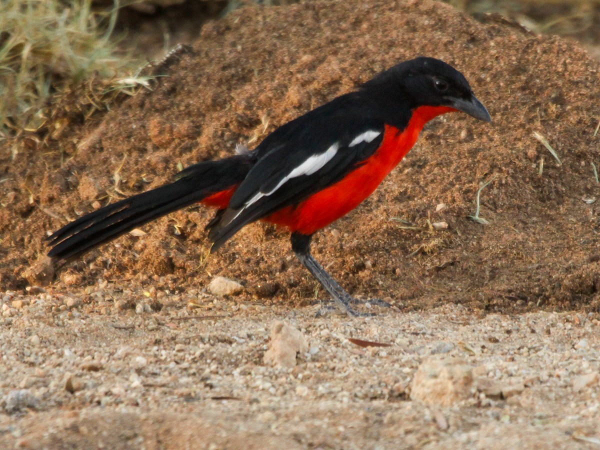 Crimson-breasted Gonolek - ML638049257