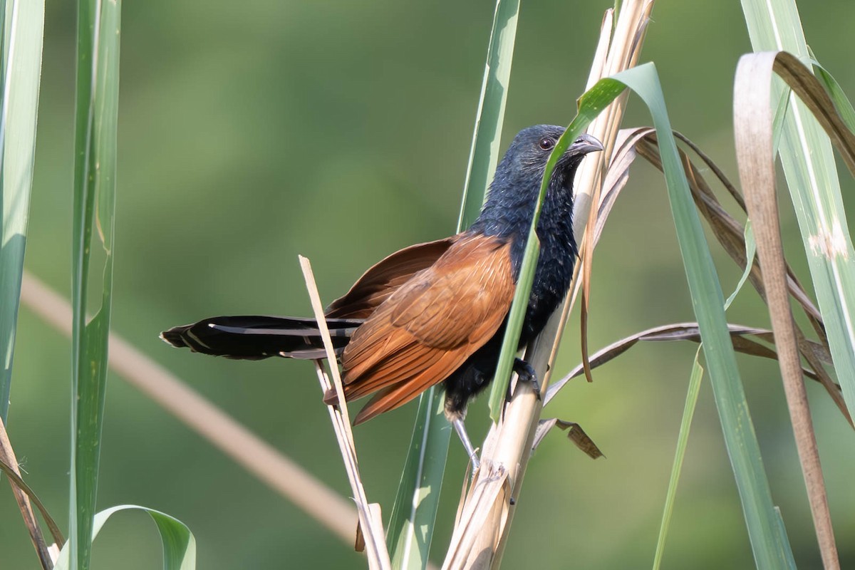 Lesser Coucal - ML638049268