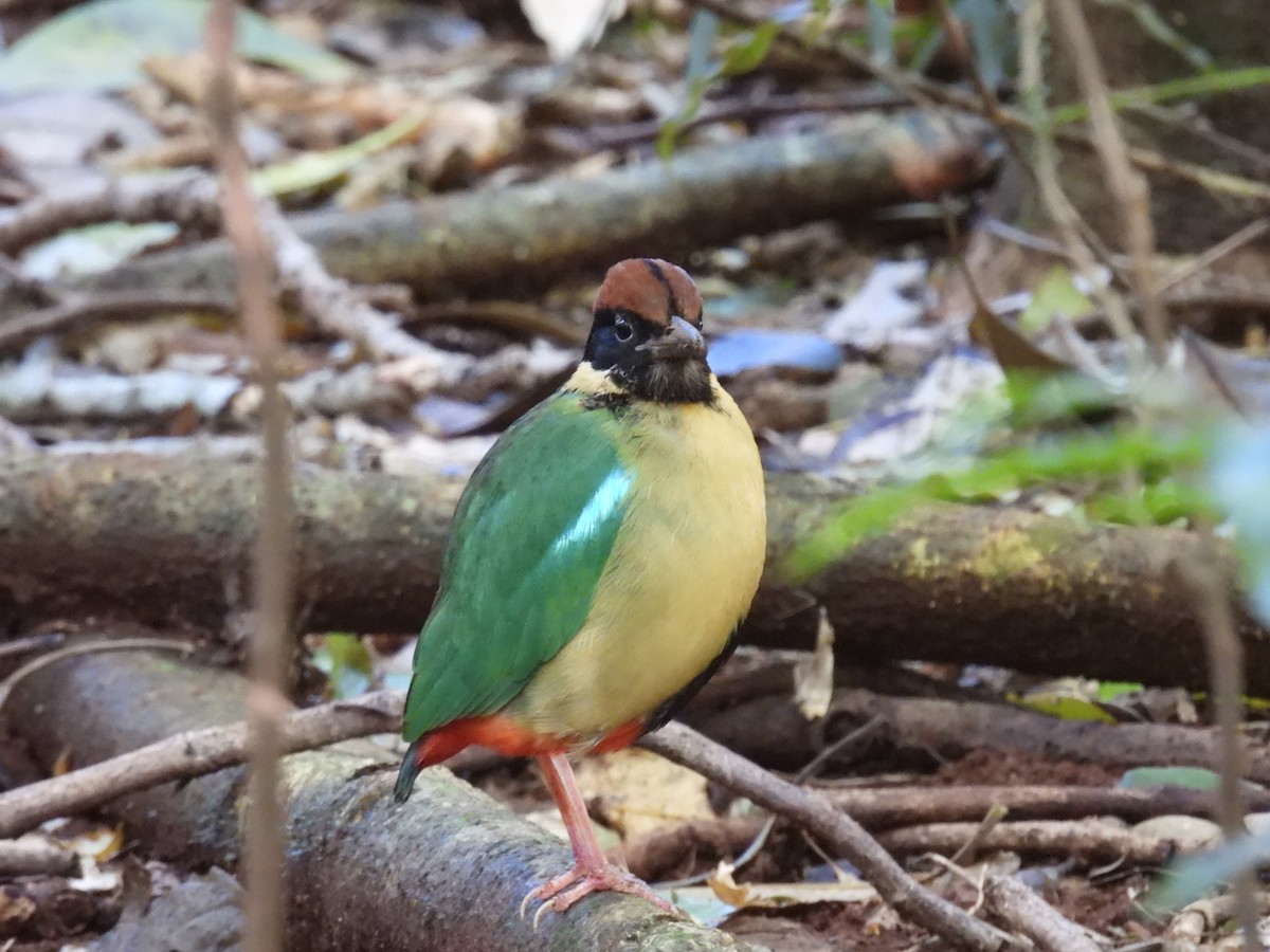 Noisy Pitta - ML638049274