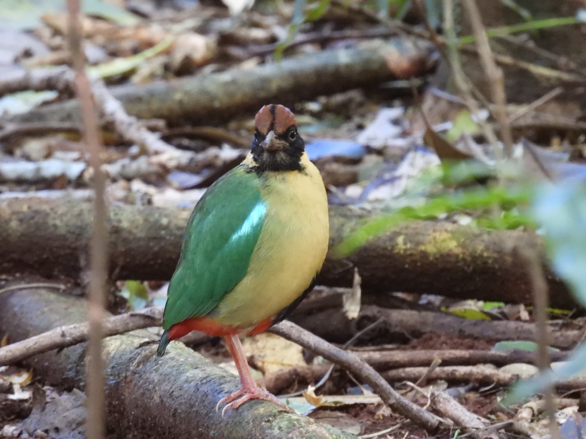 Noisy Pitta - ML638049275