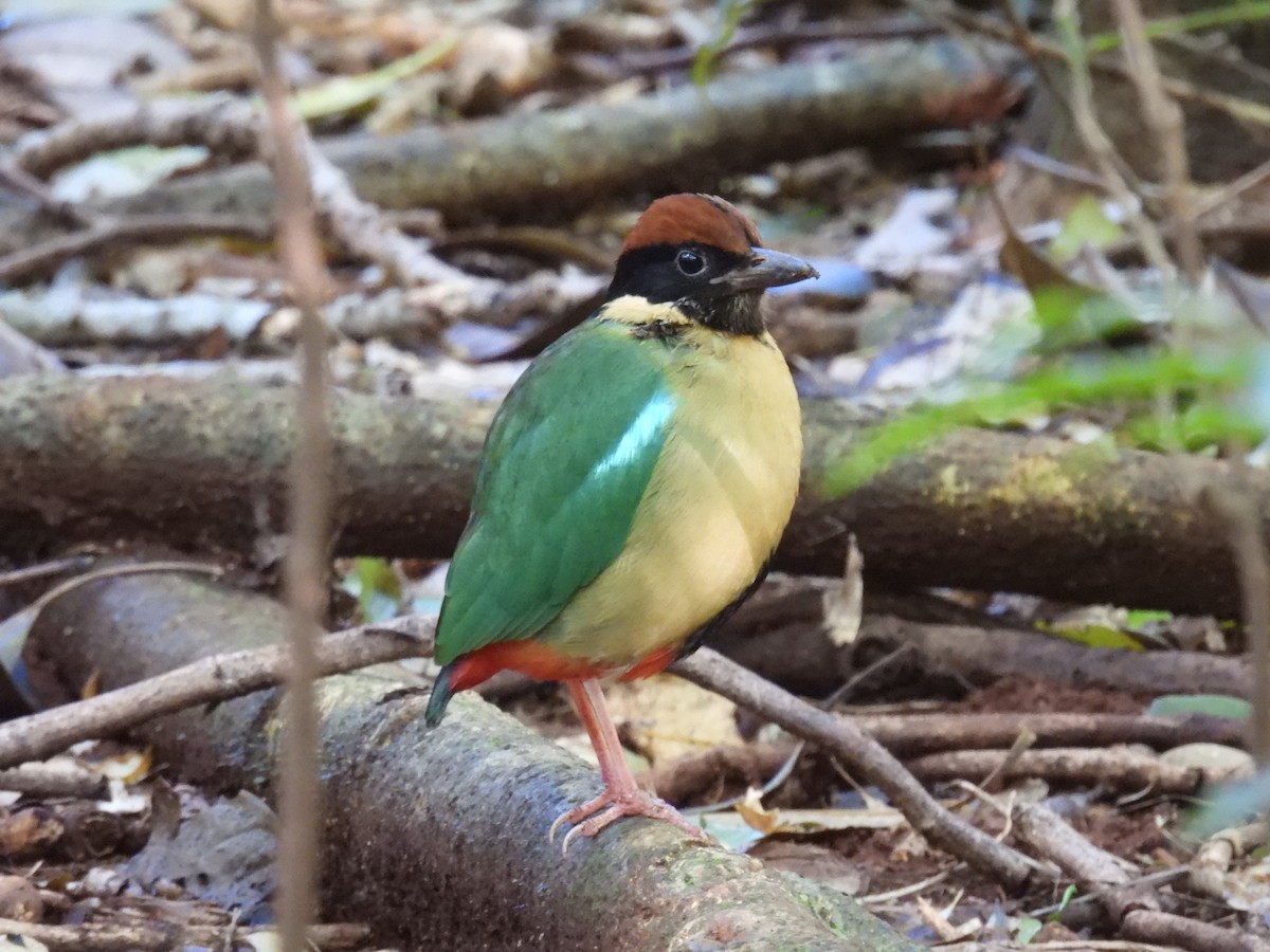 Noisy Pitta - ML638049276