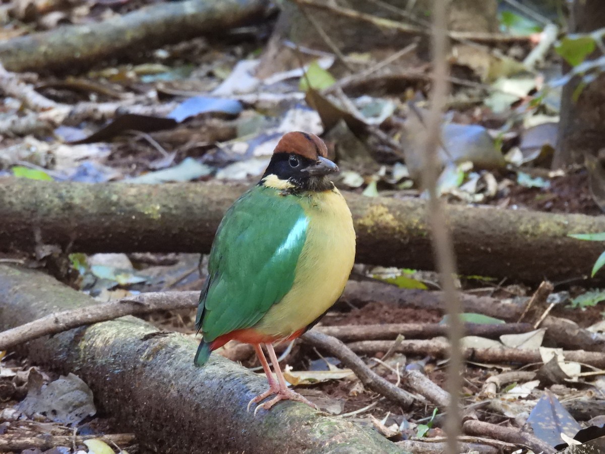 Noisy Pitta - ML638049277