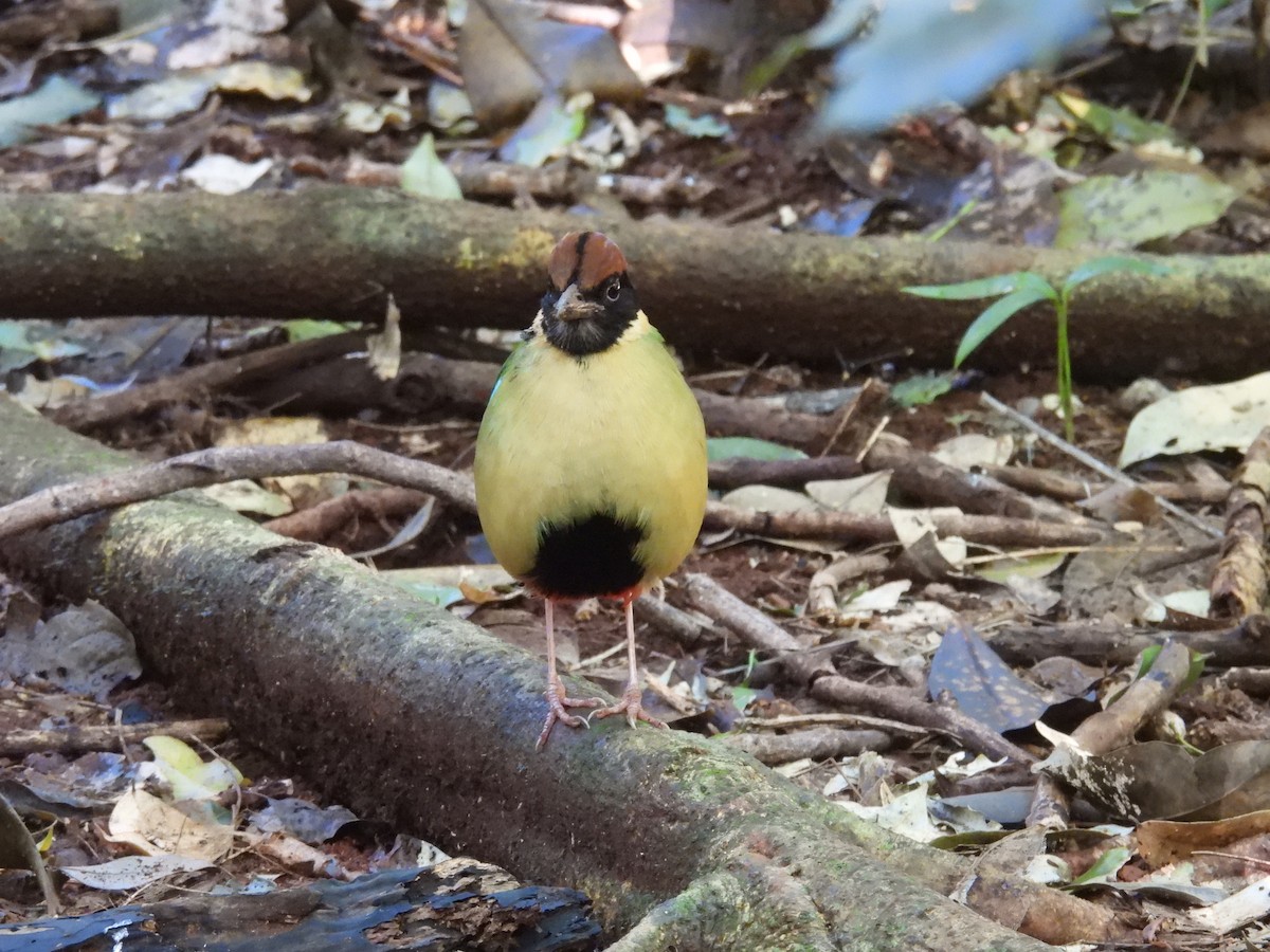 Noisy Pitta - ML638049278