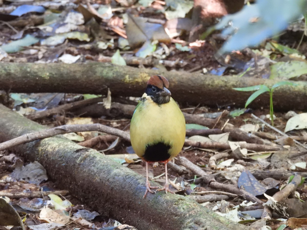 Noisy Pitta - ML638049279