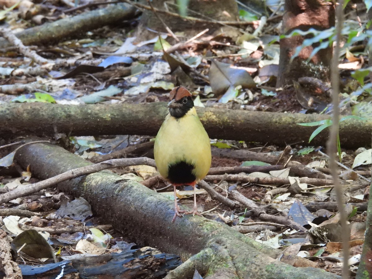 Noisy Pitta - ML638049280