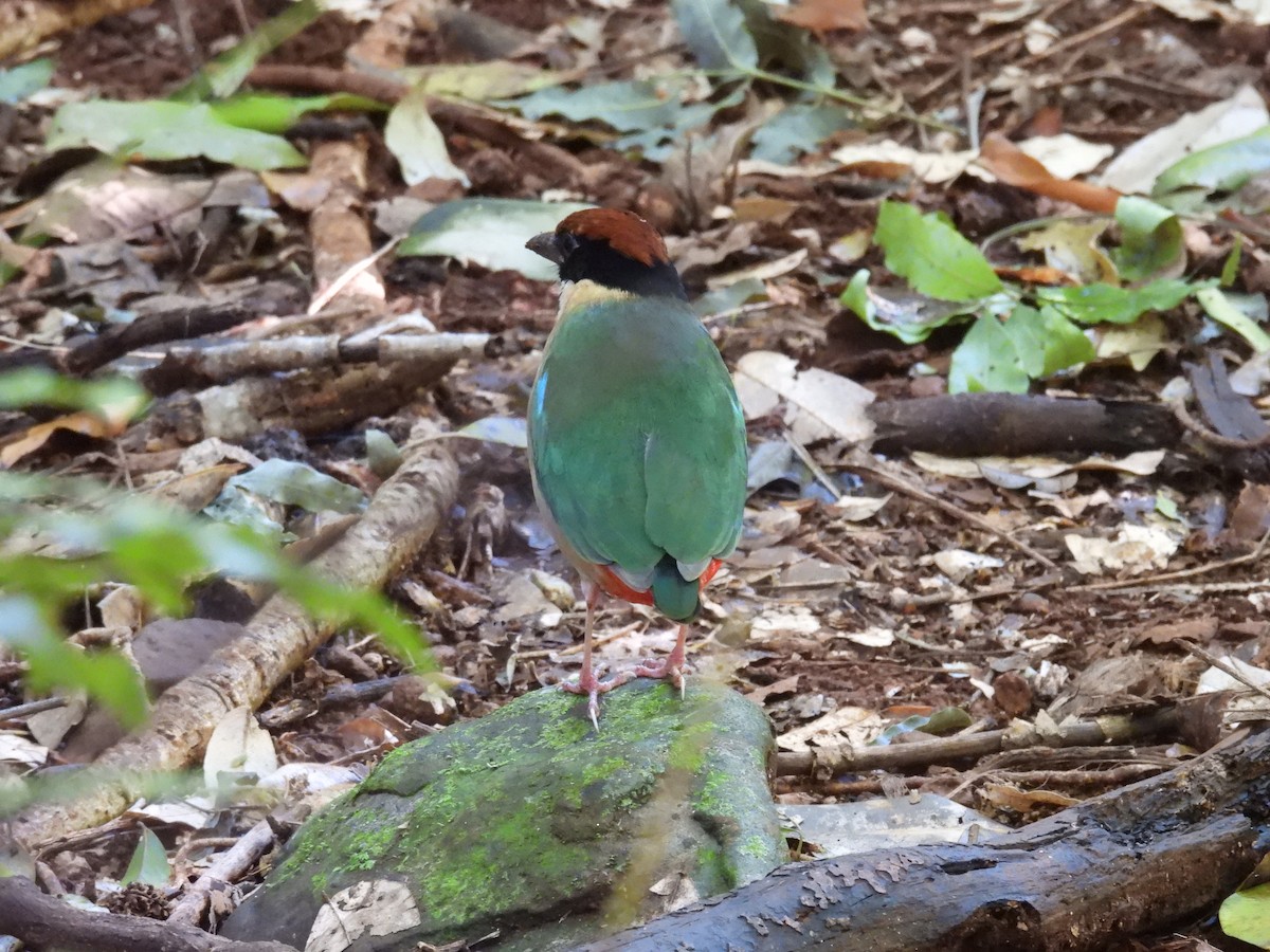 Noisy Pitta - ML638049281