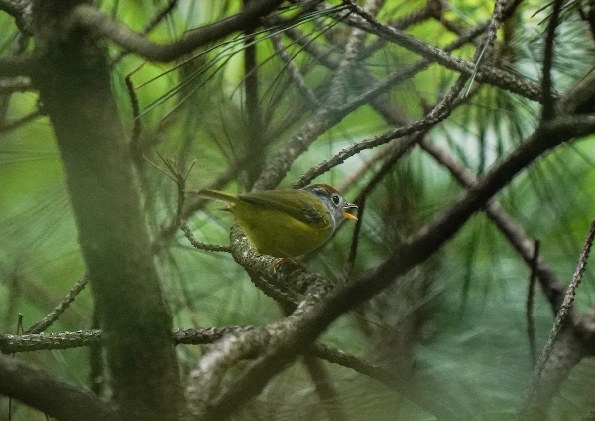 Chestnut-crowned Warbler - ML638049285
