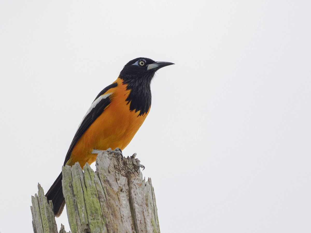 Venezuelan Troupial - ML638049290