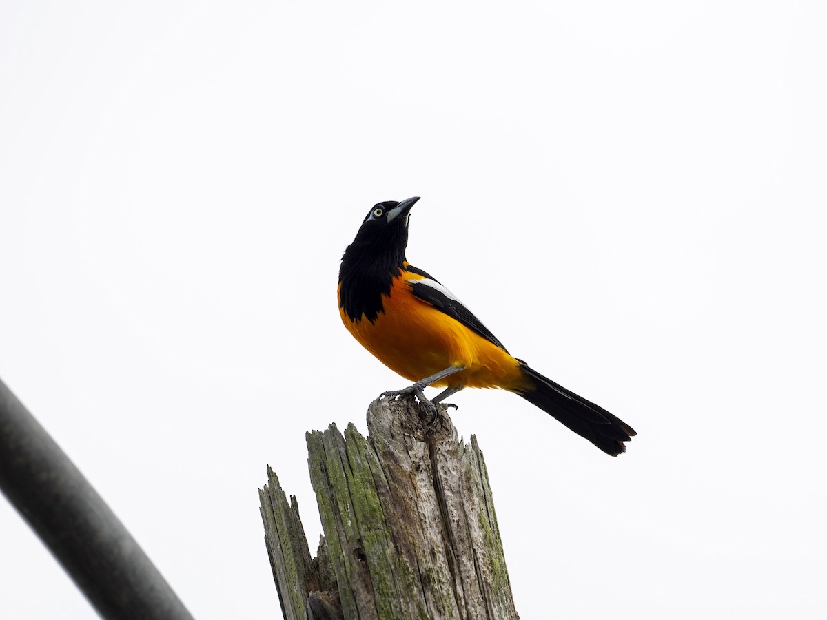 Venezuelan Troupial - ML638049291