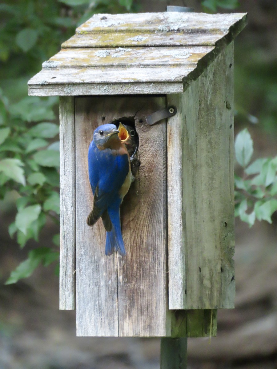 Eastern Bluebird - ML638049293