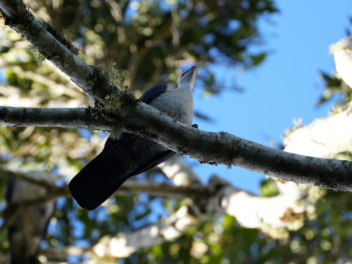 White-headed Pigeon - ML638049297